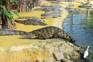 La Ferme Aux Crocodiles Tickets