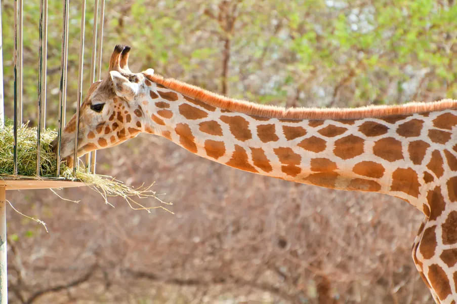 Giraffe Park