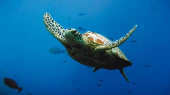 SEA LIFE Val Europe