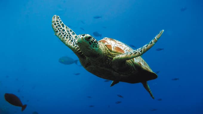 SEA LIFE Val Europe