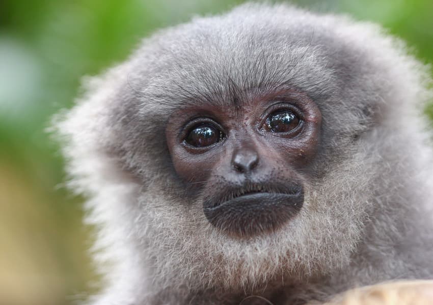 Bali Zoo Tickets Image