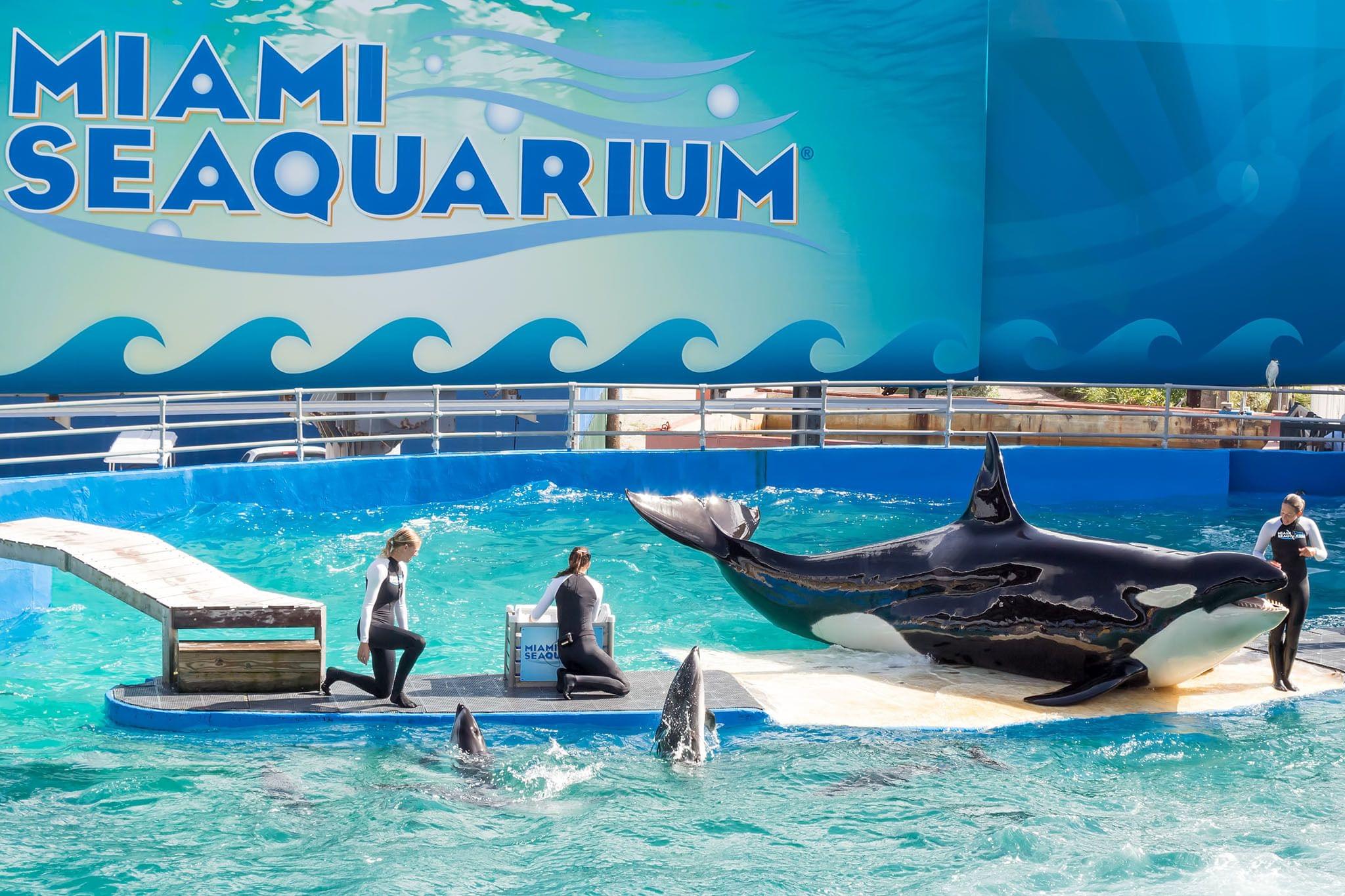 Seaquarium Miami.jpg