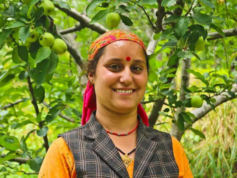 Plucking apples from the trees