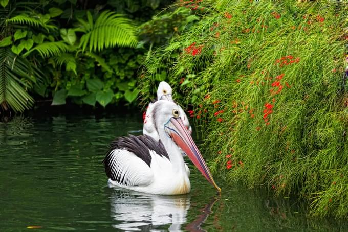 Beautiful Pelican at Bali Bird Park