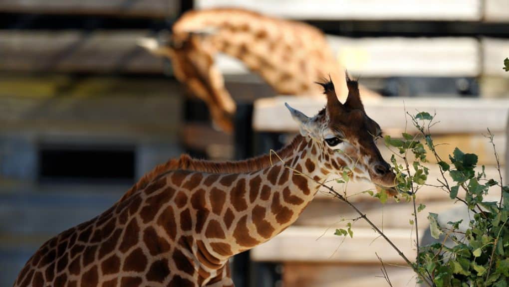 The Sahel-Sudan biozone