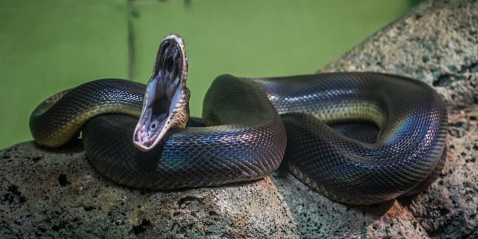 Things To Do In Daintree National Park