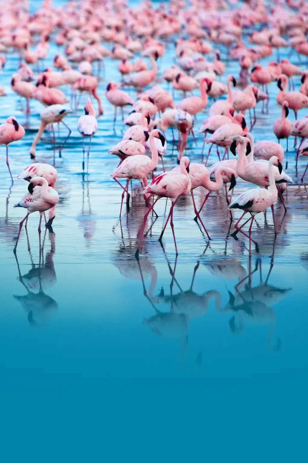 Glimpse of Kenya with Lake Naivasha