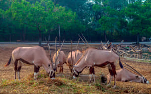 6hbxep2pwh232bjdl090dlfqcfj4 a20d7bd0 633f 4e74 b89b 651141b2046d 10477 bangkok safari world bangkok 04