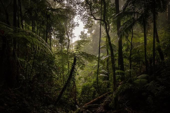 Springbrook National Park Tour