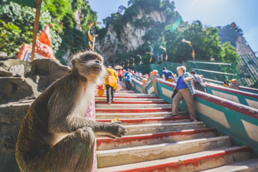 Highlights Of Monkey Hill Phuket