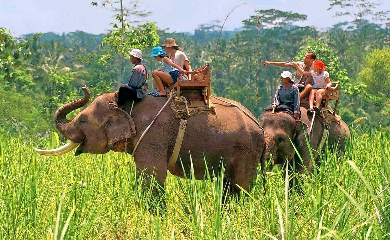 Elephant Safari In Jim Corbett