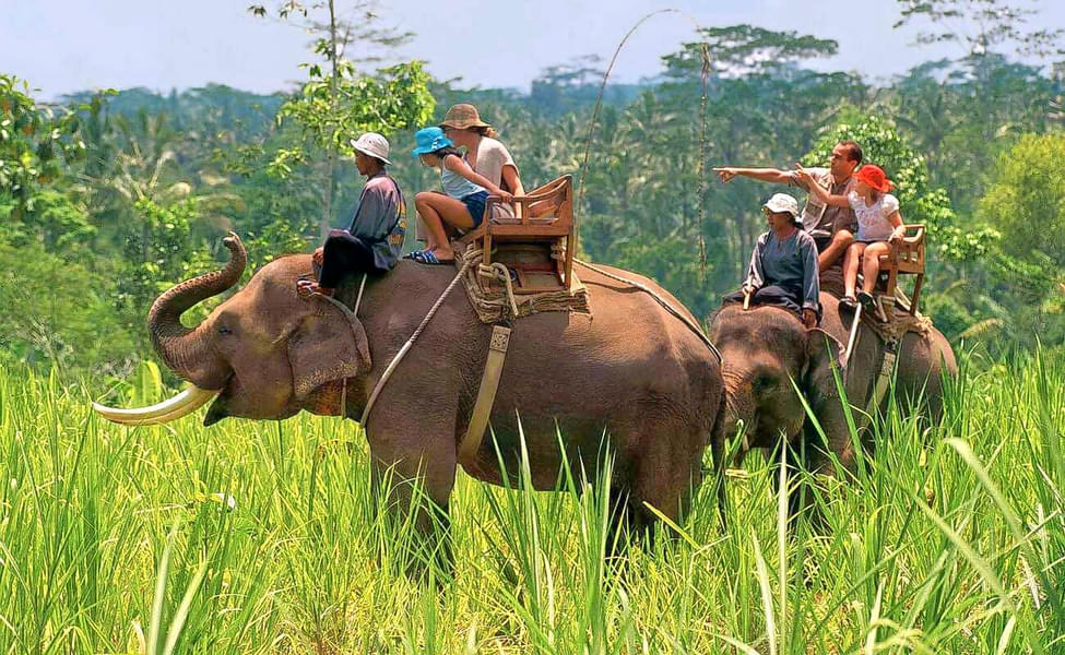 Elephant Safari In Jim Corbett Image