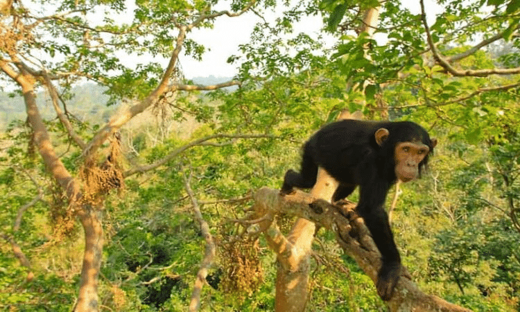 Kibale National Park Overview