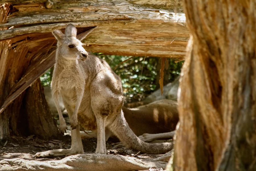 Lone Pine Koala Sanctuary Tickets Image