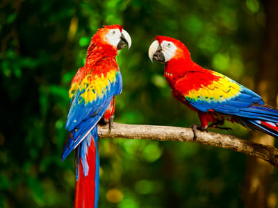 Take a look at the lories and lorikeets birds
