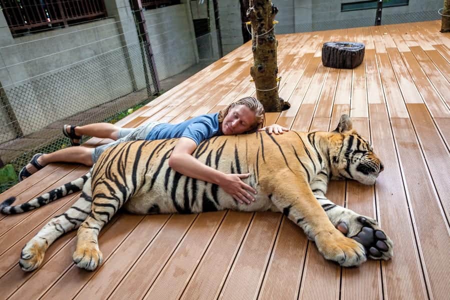 Big Tiger Encounter