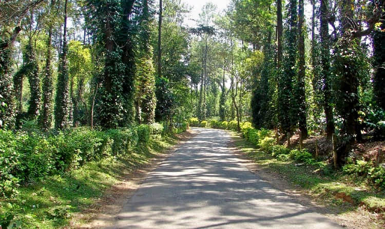 Chettalli, <em>Coorg</em>