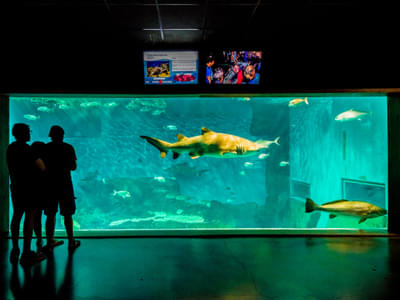 See the ferocious sharks and other oceanic species