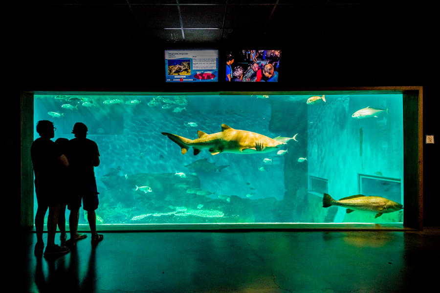 See the ferocious sharks and other oceanic species