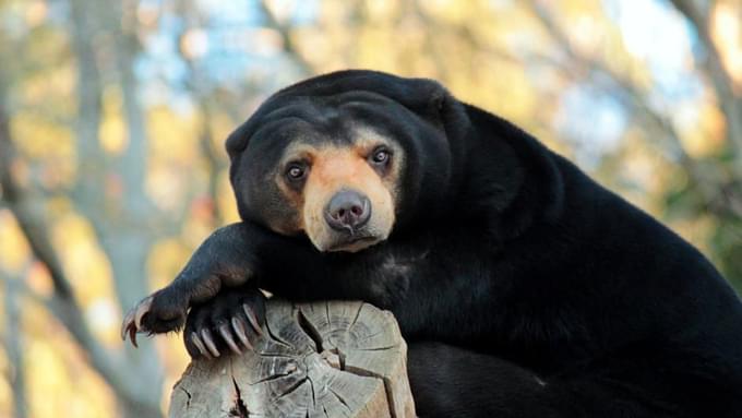 Black Bear in Australia Zoo