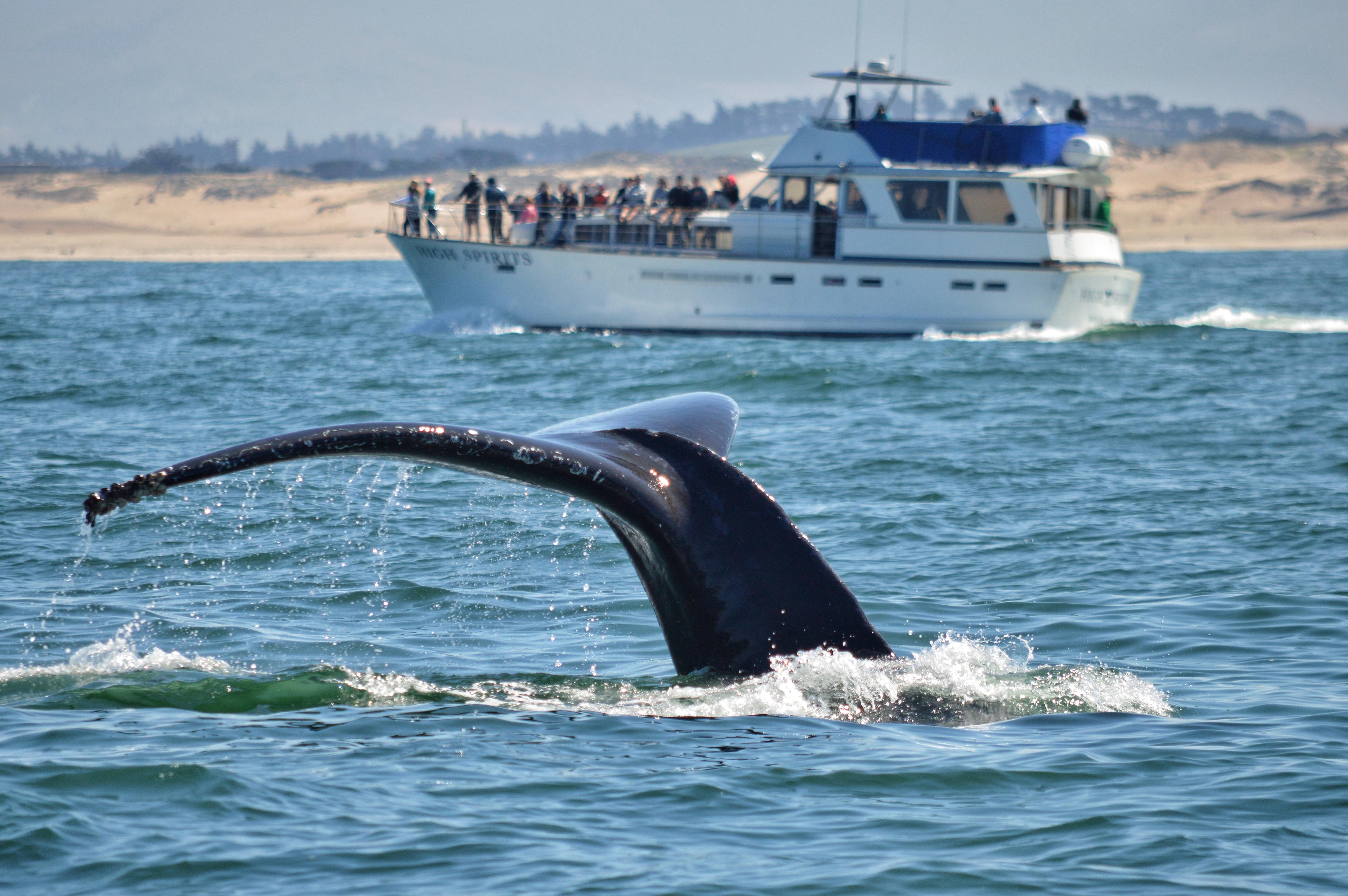 Indulge in whale watching