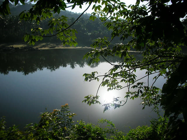 Walk Through the Forest