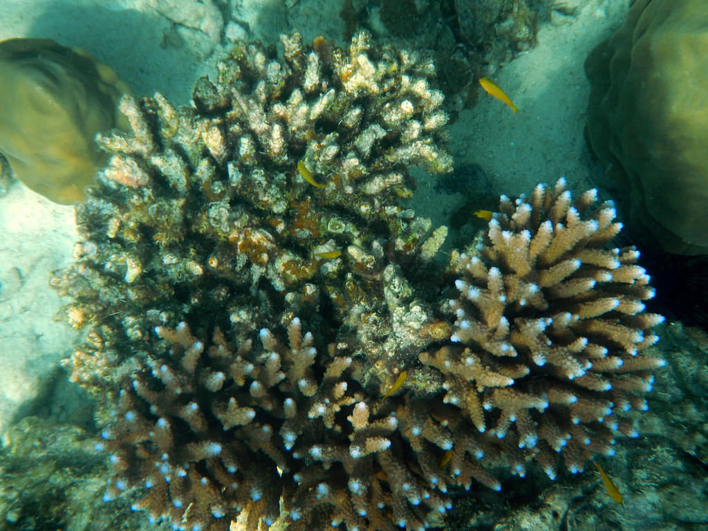 Coral Reef Encounter