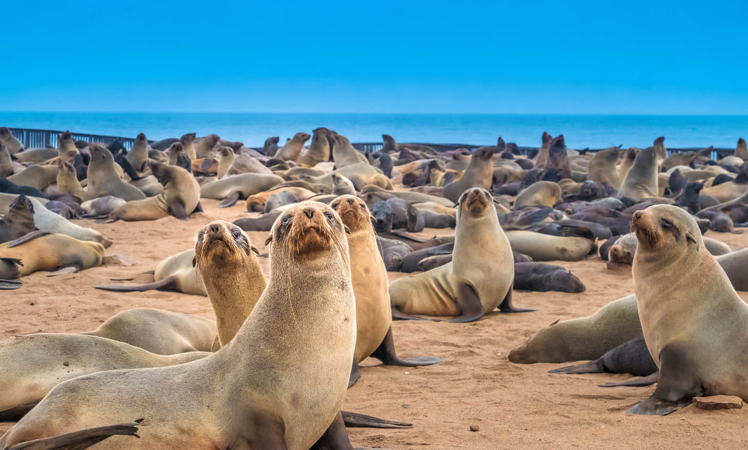 Cape Cross Seal Reserve, <em>Namibia</em>