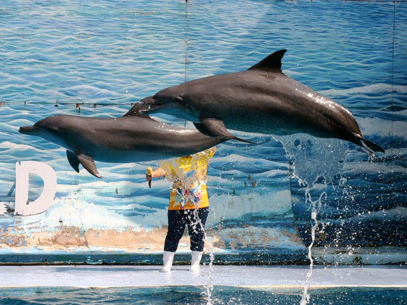 Pattaya Dolphin World Overview