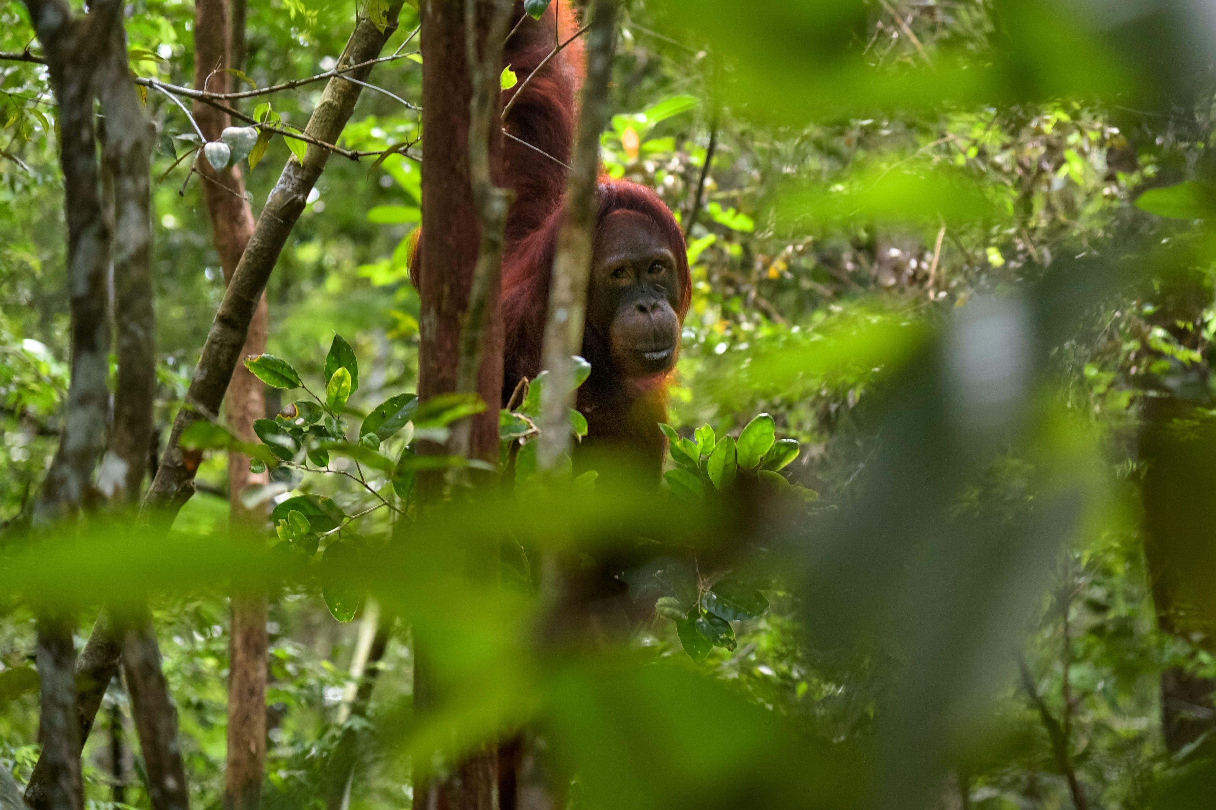 Orangutan in Houston Zoo