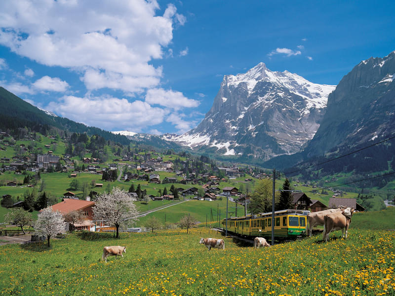 Grindelwald and Interlaken Day Tour from Zurich Image