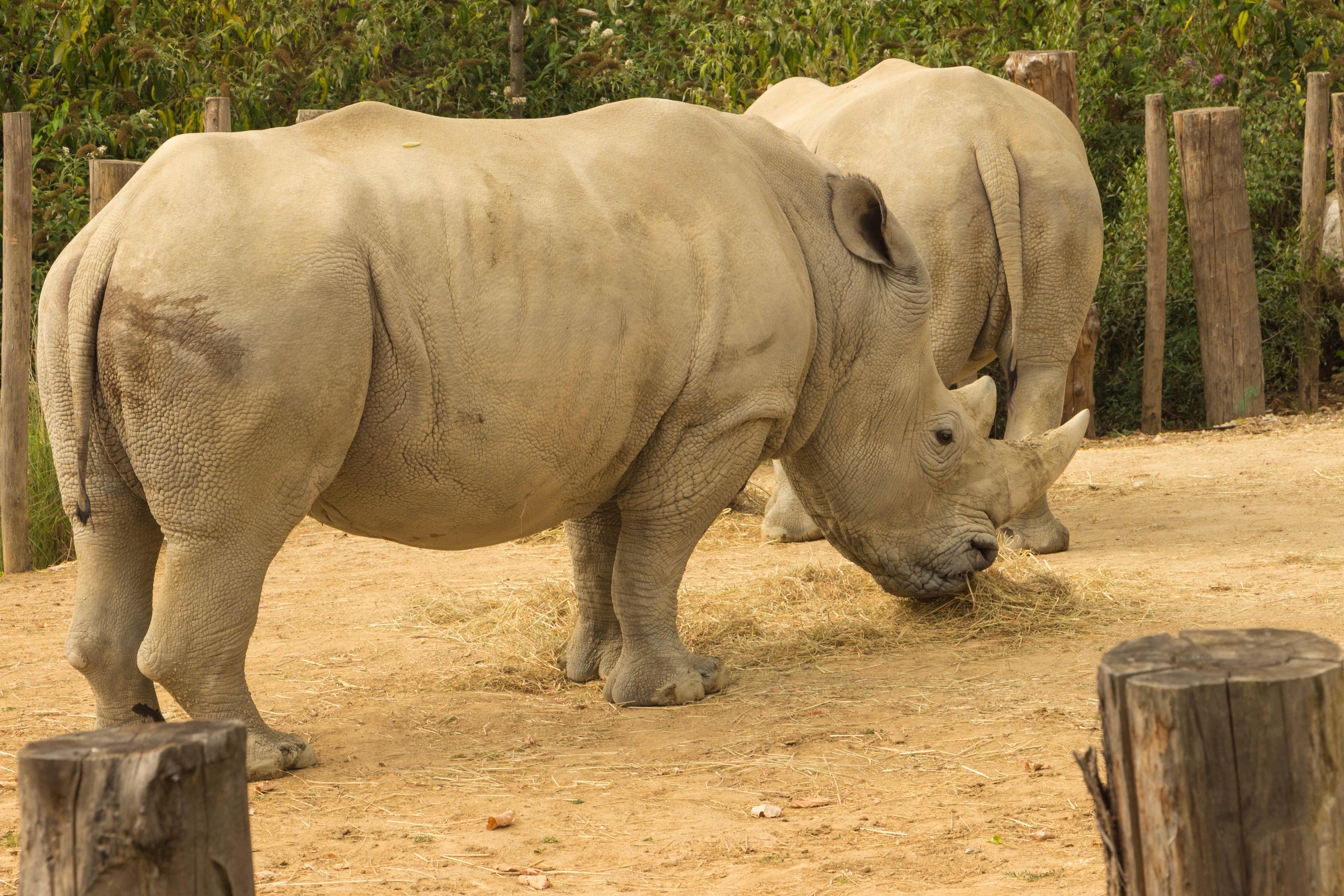 Paris Zoological Park