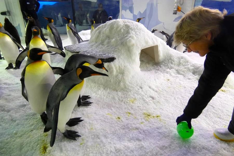 Grab the opportunity to interact with the Penguins 