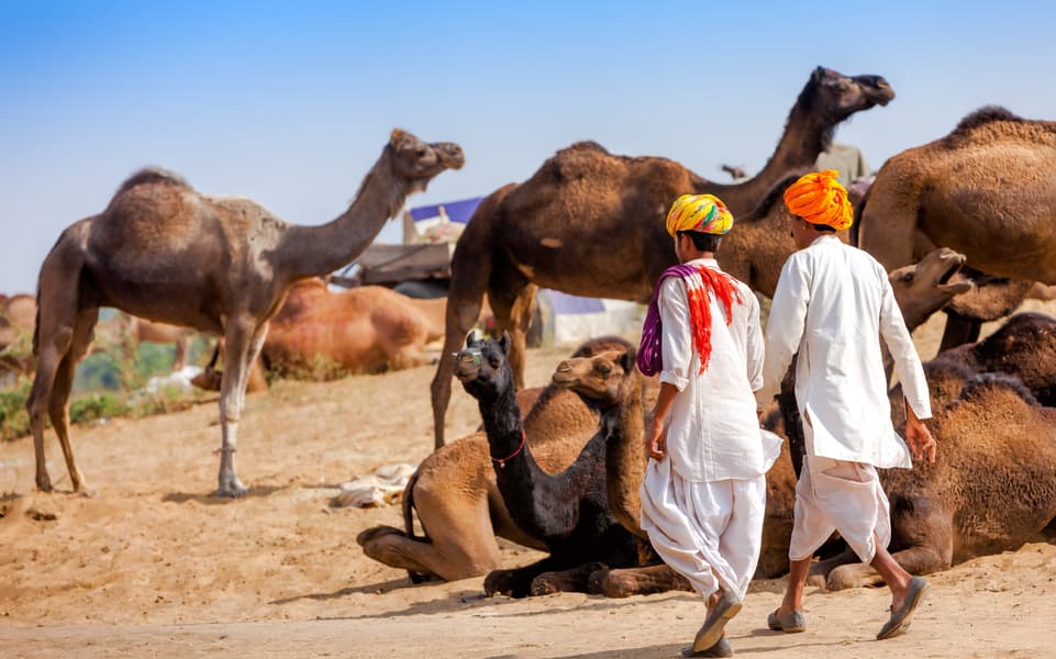Pushkar Fair Tour Package Image