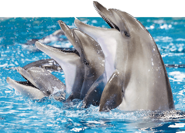 dolphin show dubai