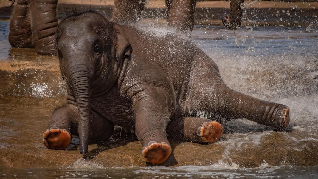Enjoy seeing elephants taking bath