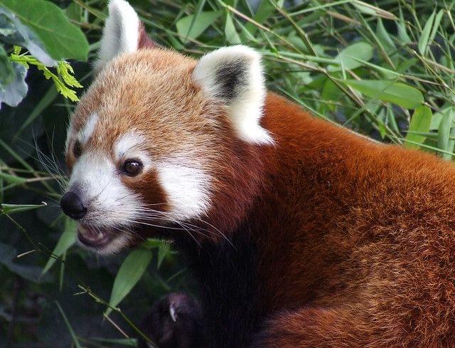 Red Panda