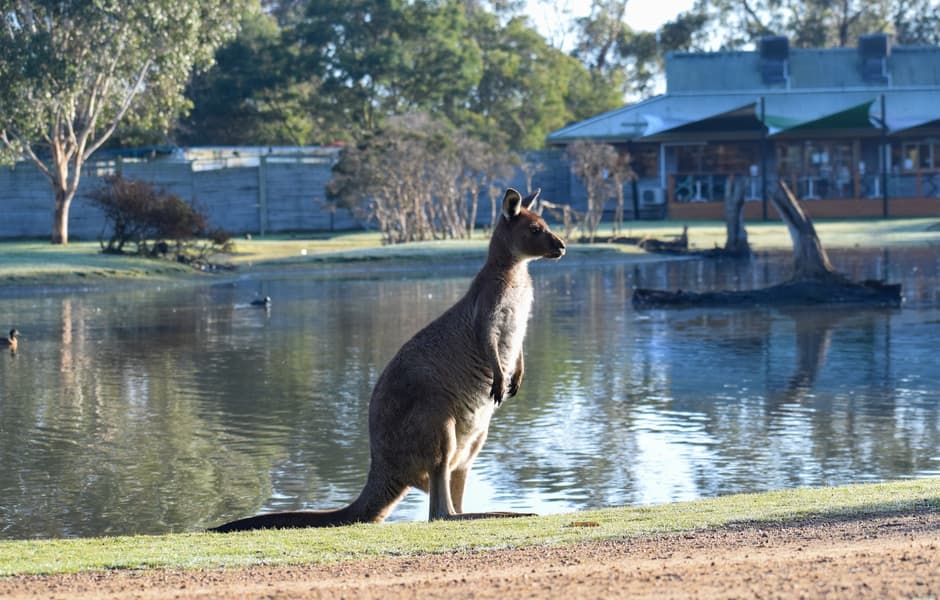 Moonlit Sanctuary Wildlife Conservation Park Ticket Image
