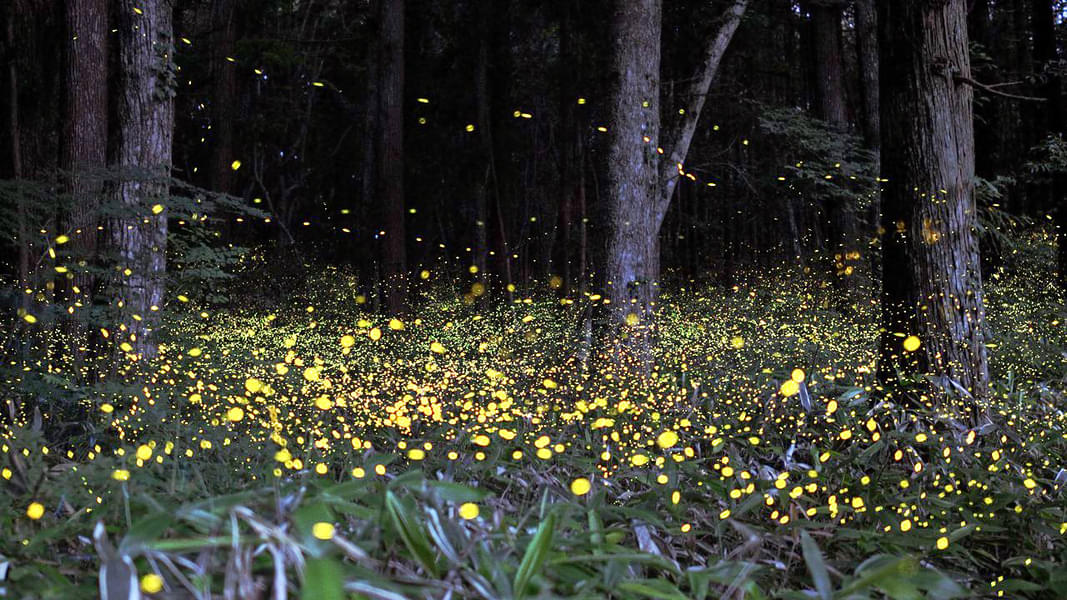 Bhandardara Fireflies Trek Image