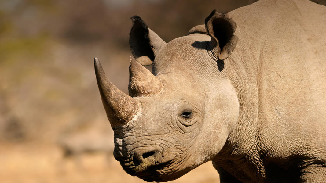 Encounter the Southern black rhinoceros as you stroll through the zoo