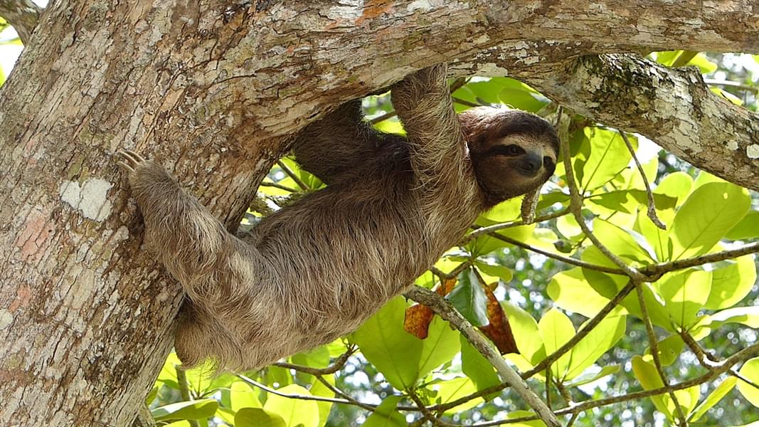 sloth in houston zoo
