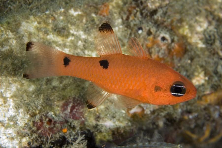 Spotted Cardinal Fish