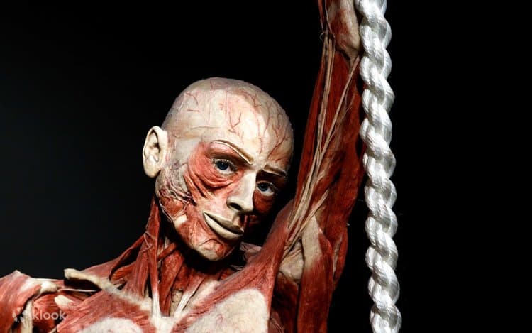 Body Worlds Amsterdam Tickets Image