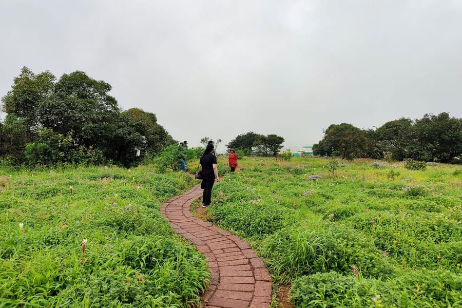 Kaas Plateau Tour from Pune Image