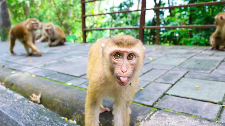 Monkey Hill Phuket