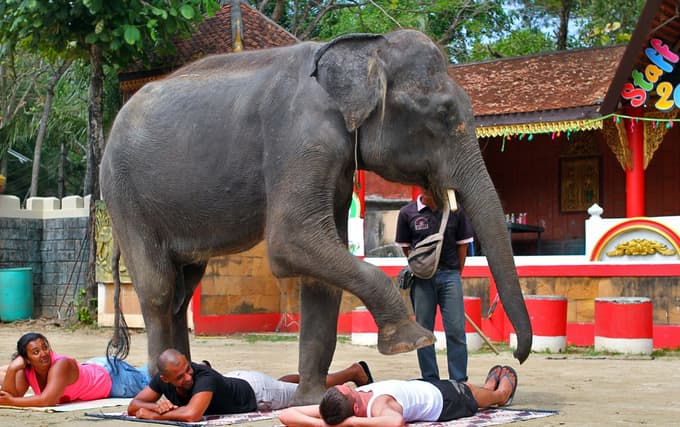 See the fun-filled giants showing amazing tricks during the Elephant show