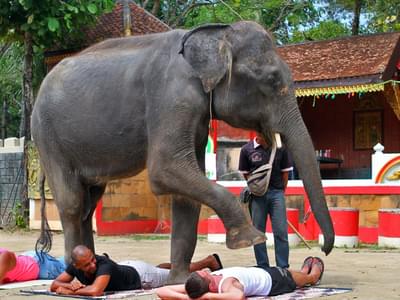 See the fun-filled giants showing amazing tricks during the Elephant show