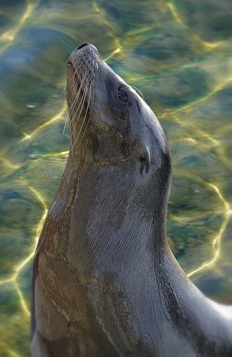 Atlantic Harbor Seal