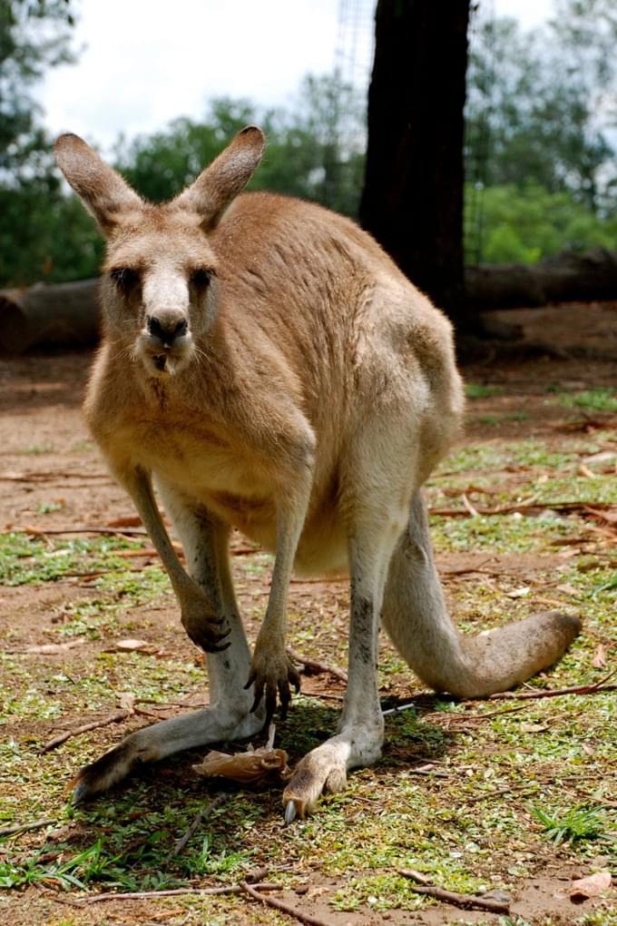 Kangaroo