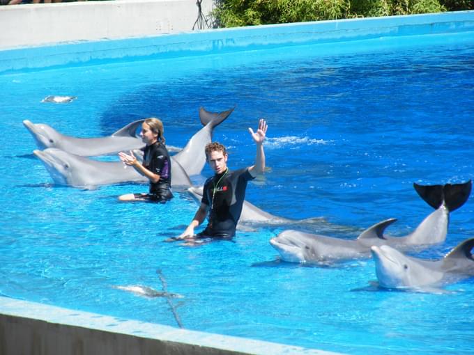 People with dolphin in Zoo Aquarium Madrid